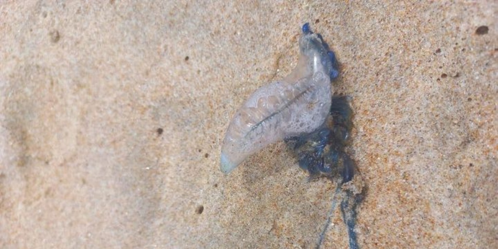 Perigo nas praias: caravelas-portuguesas são encontradas em Arraial do Cabo e Búzios