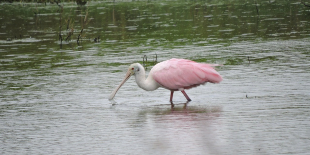 No Brasil, pássaro é mais encontrado no Pantanal
