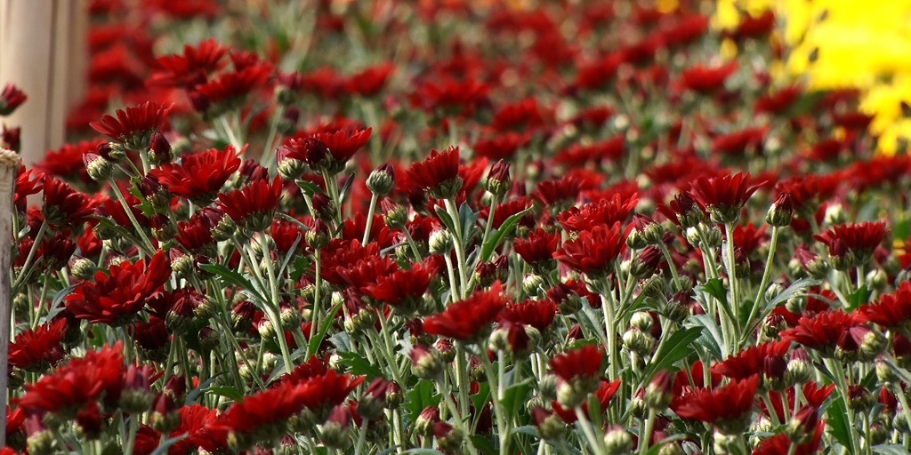 Nova Friburgo está em segundo lugar no estado do Rio quando o assunto é produção de flor de corte 