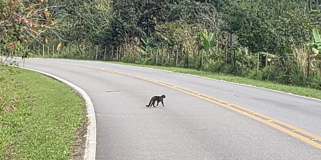 Família de felinos é flagrada por morador em Santa Maria Madalena; veja o vídeo