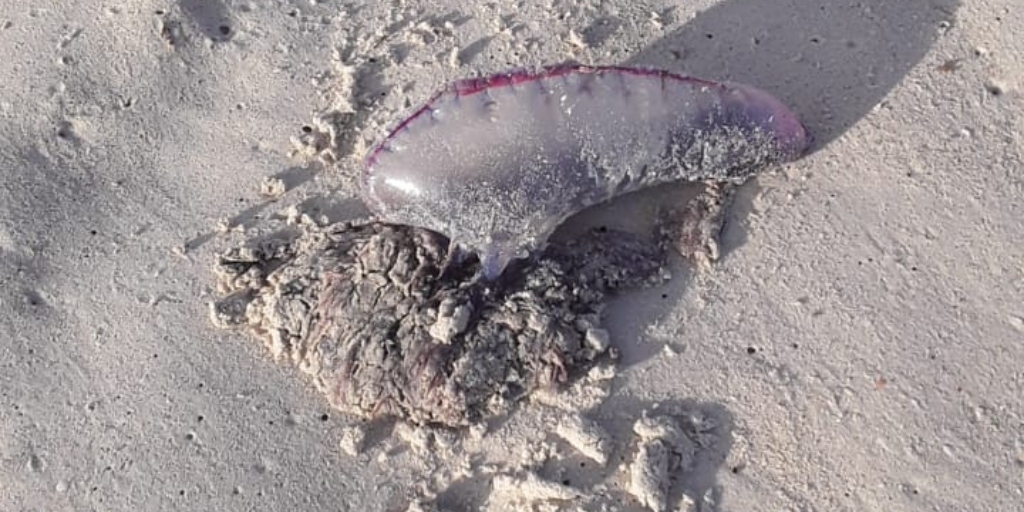 Pescador de Arraial do Cabo encontrou um dos animais nas areias da Prainha
