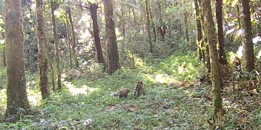 Vídeo registra mãe e filhote de gato-do-mato 'brincando' no Parque Estadual dos Três Picos