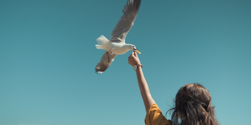 Biólogos advertem sobre risco de alimentar gaivotas e outras aves nas praias