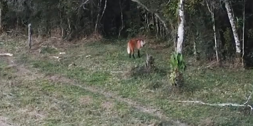 VÍDEO: Presença de lobo-guará é registrada por drone no Parque dos Três Picos, em Nova Friburgo 
