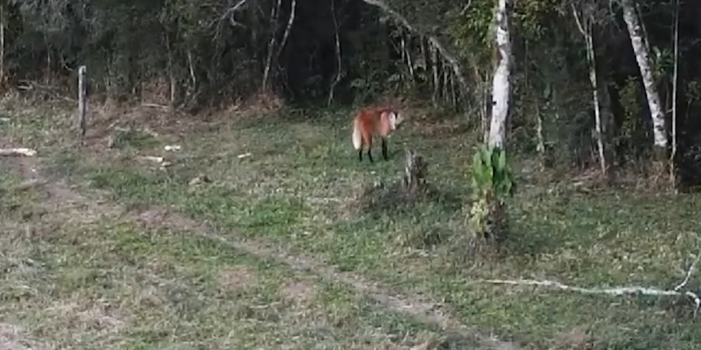 VÍDEO: Presença de lobo-guará é registrada por drone no Parque dos Três Picos, em Nova Friburgo