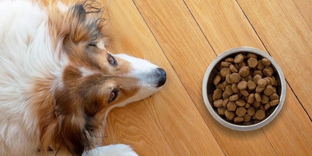 Secretaria Nacional do Consumidor pede recall de petiscos caninos após mortes de cães