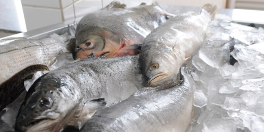Com preços variados, peixe é alternativa à carne bovina para consumidores