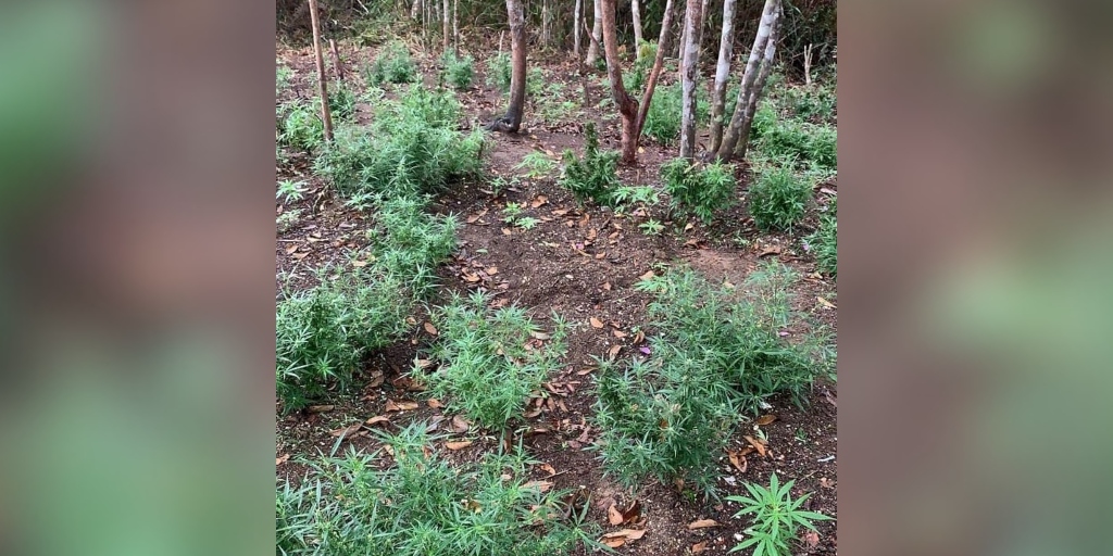 Polícia Militar apreende mais de 300 pés de maconha em Teresópolis