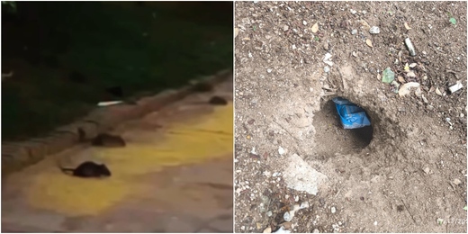 Presença de ratos em praça central de Nova Friburgo repercute e mobiliza autoridades