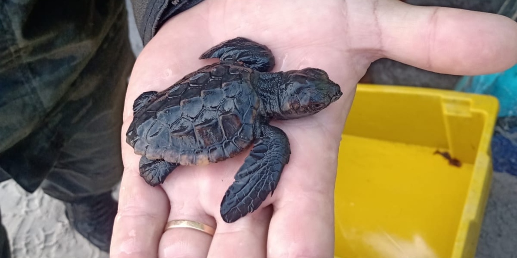 Fenômeno incomum: filhotes de tartaruga são encontrados em praia de Arraial do Cabo 