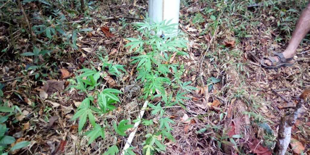 Polícia Militar de Nova Friburgo apreende plantação com sete pés de maconha no bairro Ypu