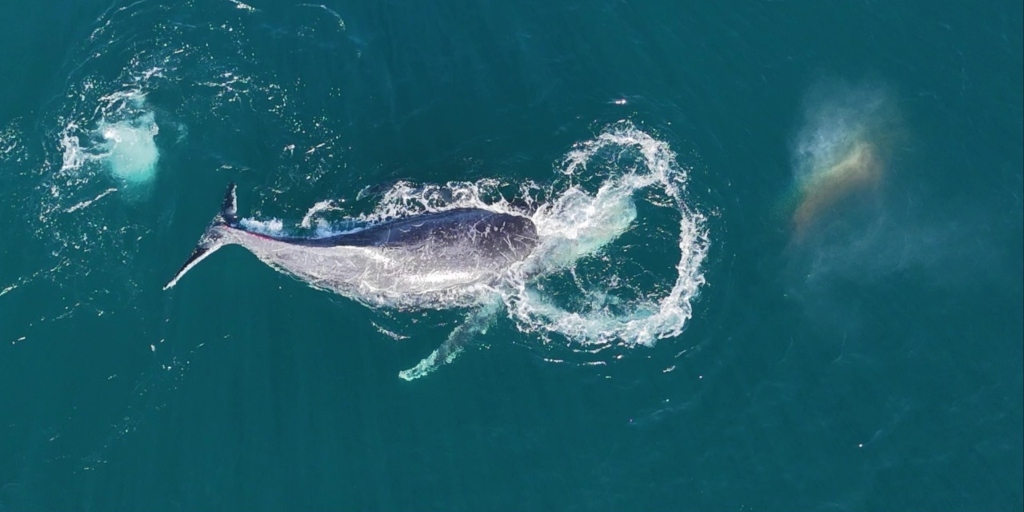 Incidente não trouxe transtorno à vida dos pescadores nem do animal