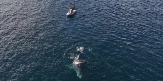 Baleia jubarte e barco com pescadores se envolvem em incidente no mar em Arraial do Cabo; veja o vídeo