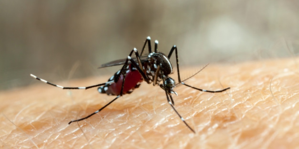 Nova Friburgo mantém trabalhos de prevenção e combate ao Aedes aegypti