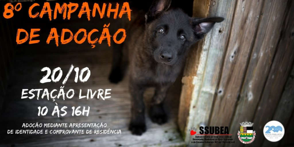 Leve um cão para casa! Nova Friburgo promove campanha de adoção