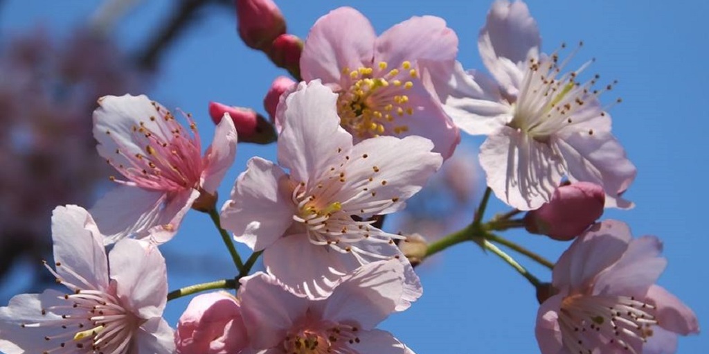 Nova Friburgo terá Festa da Cerejeira nos dias 20 e 21 de julho