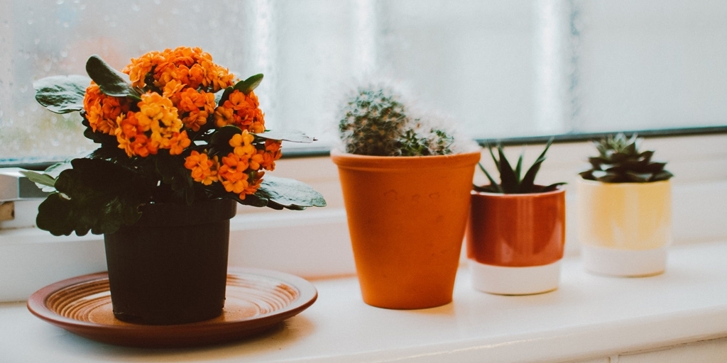 Ao contrário do buquê de flores que logo murcha, um vaso de plantas permanece vivo por mais tempo