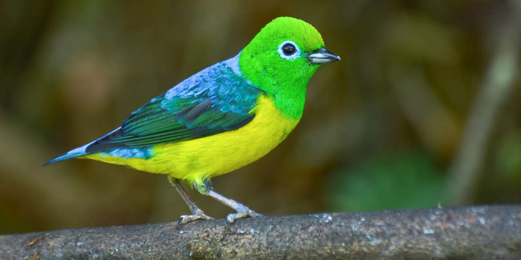 Observadores do programa Vem Passarinhar registraram 498 espécies de aves em unidades de conservação do Inea