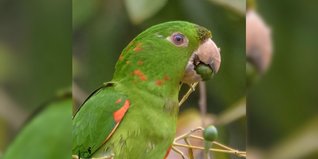 Mais de 150 espécies de aves são catalogadas por fotógrafo em Cordeiro