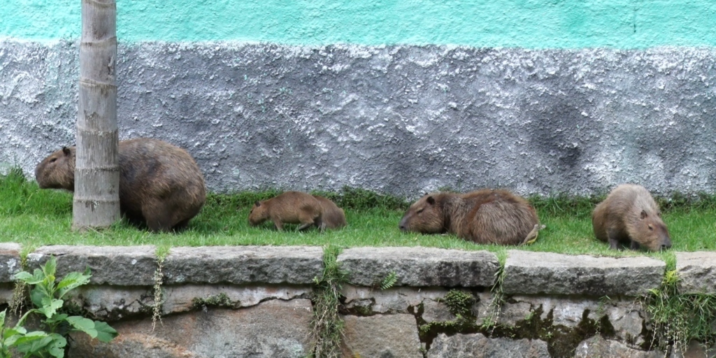 Capivara é um dos hospedeiros do carrapato-estrela que transmite a doença