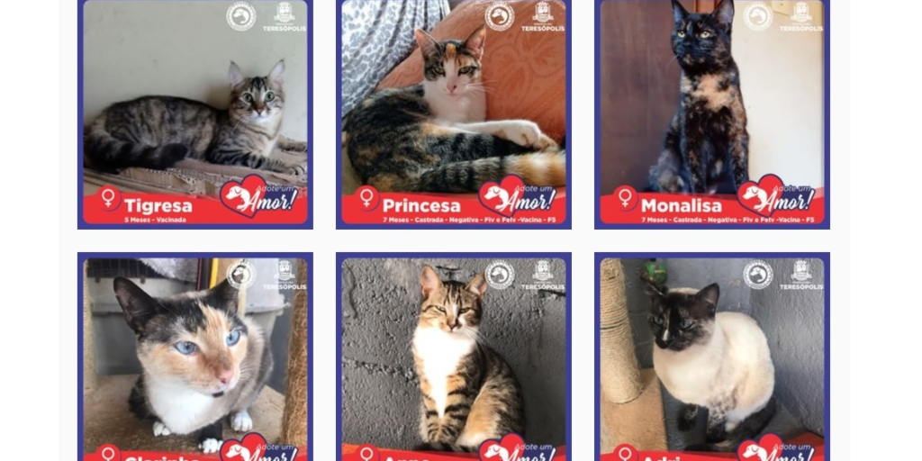 Site de Teresópolis ajuda a encontrar novos lares para animais abandonados