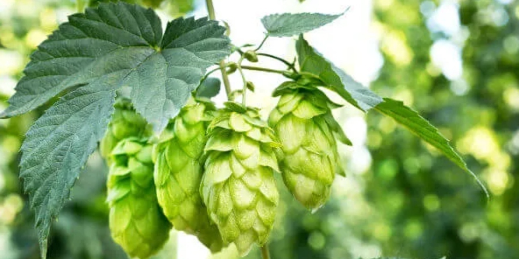 Lúpulo é o ingrediente principal das cervejas