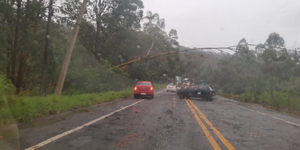 Árvore caída sobre rede elétrica em trecho da RJ-130, a estrada Friburgo-Teresópolis