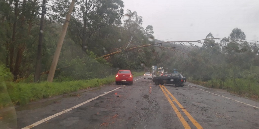Árvore caída sobre rede elétrica em trecho da RJ-130, a estrada Friburgo-Teresópolis