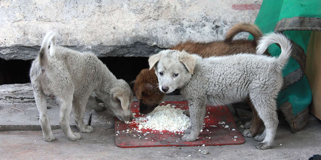 Grupo de protetores de animais promove almoço beneficente neste fim de semana