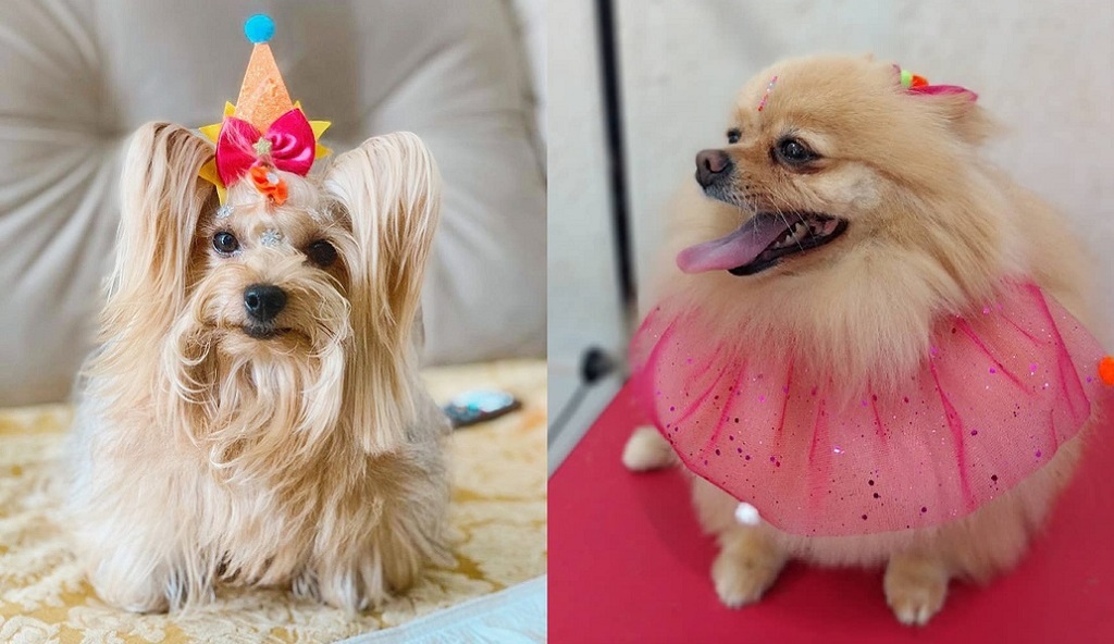 Pets com acessórios de Carnaval