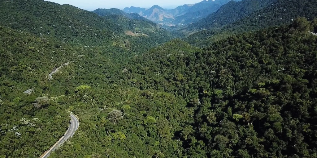 A cada dia, desaparecem 36 campos de futebol da vegetação da Mata Atlântica