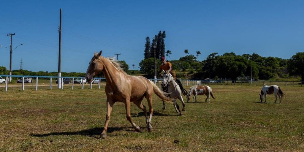 Cabo Frio recebe 1ª Exposição do Cavalo Mangalarga Marchador nesta quinta-feira