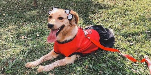 Carnaval bom pra cachorro: fantasias e acessórios para seu melhor amigo