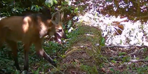 VÍDEO: Lobo-guará é flagrado em reserva ecológica no município de Cachoeiras de Macacu