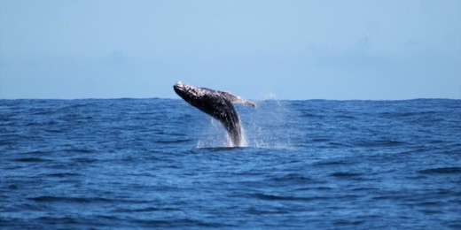 VÍDEOS: baleias são flagradas em Arraial do Cabo nesse início de temporada de avistamento