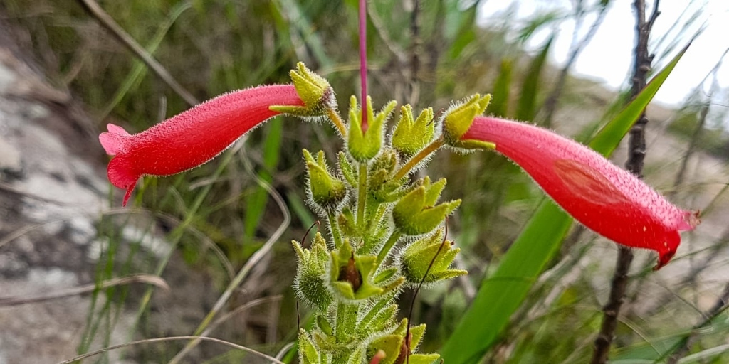 Flor rara encontrada em montanhas do Estado do Rio de Janeiro