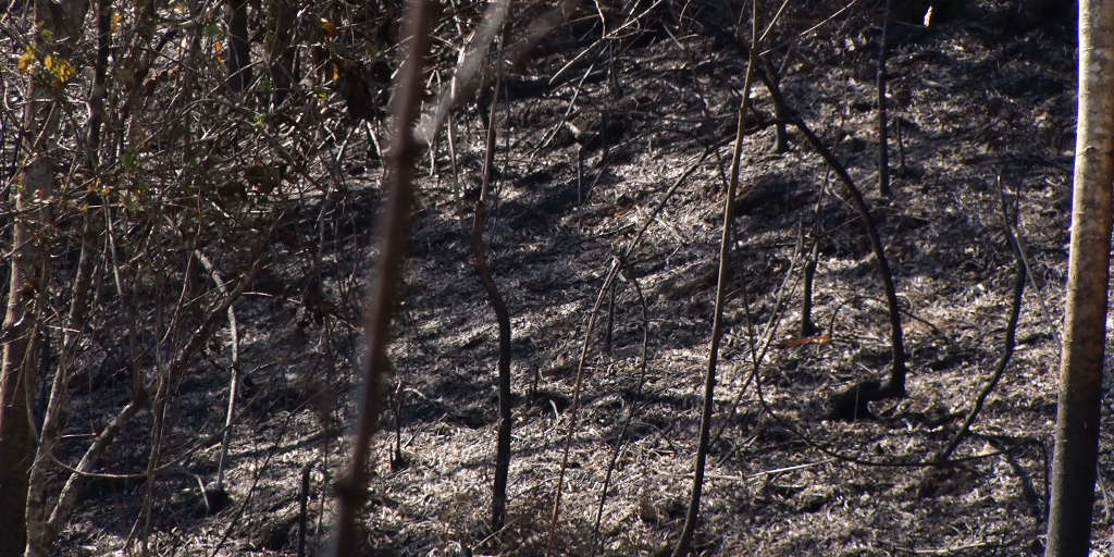 Ação humana pode ter provocado focos de incêndio em vegetação de Nova Friburgo
