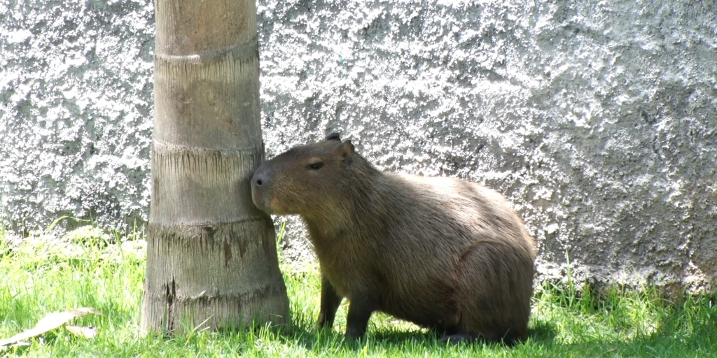 Carrapato-estrela pode ser encontrado em capivara