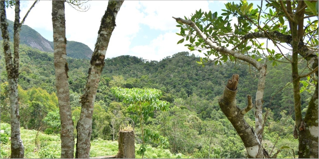 Área do Cônego, em Friburgo, pode virar reserva ambiental; consulta pública é aberta pelo Inea