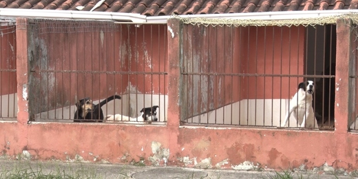 Canil Municipal de Cabo Frio vai promover ‘Feijoada Beneficente’; veja como doar ingredientes