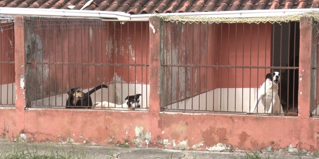 Canil Municipal de Cabo Frio vai promover ‘Feijoada Beneficente’; veja como doar ingredientes