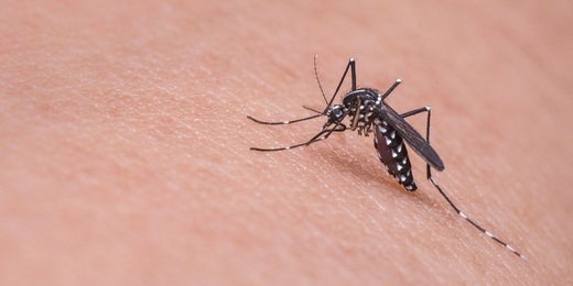 Quatro cidades da Região Serrana estão entre as 10 com maior incidência de casos de dengue no RJ