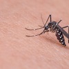 Quatro cidades da Região Serrana estão entre as 10 com maior incidência de casos de dengue no RJ