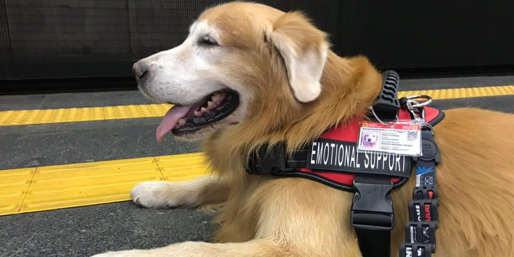 O cão de suporte emocional também precisa estar com a documentação em dia 
