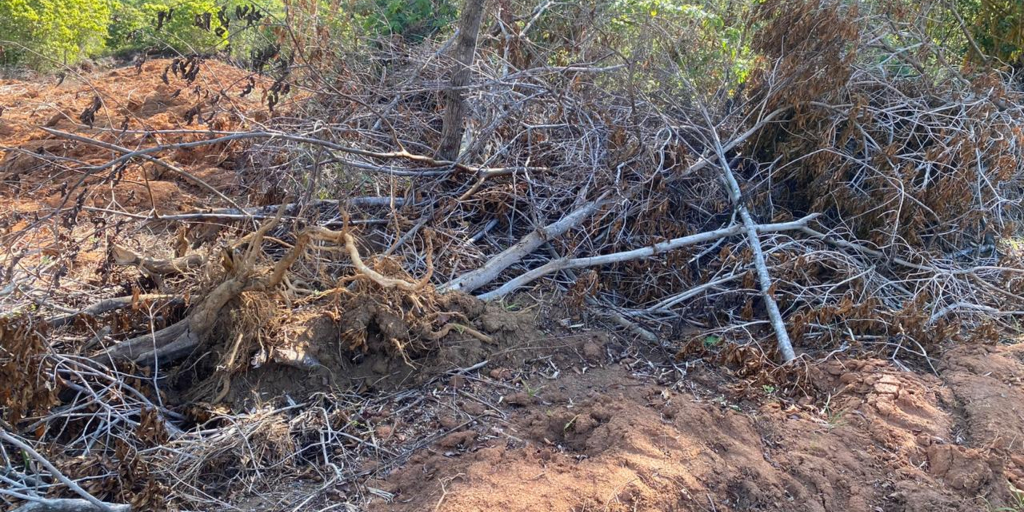Fiscalização flagra desmatamento dentro de área de preservação em Santa Maria Madalena