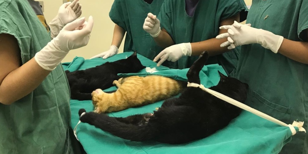 Arraial do Cabo ganha nova Unidade de Zoonoses, Castração e Atendimento de Animais (UZCA)