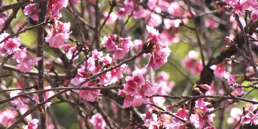 Hanami 2023: Festa da Cerejeira será realizada neste fim de semana em Nova Friburgo