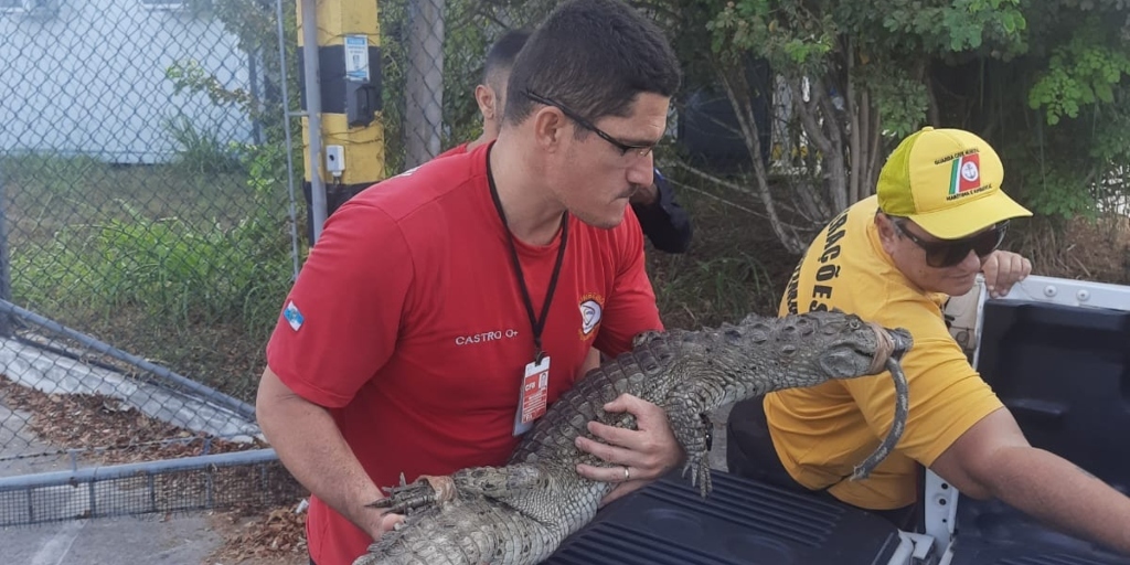 Jacaré-de-papo-amarelo é capturado em área urbana de Cabo Frio, perto do aeroporto