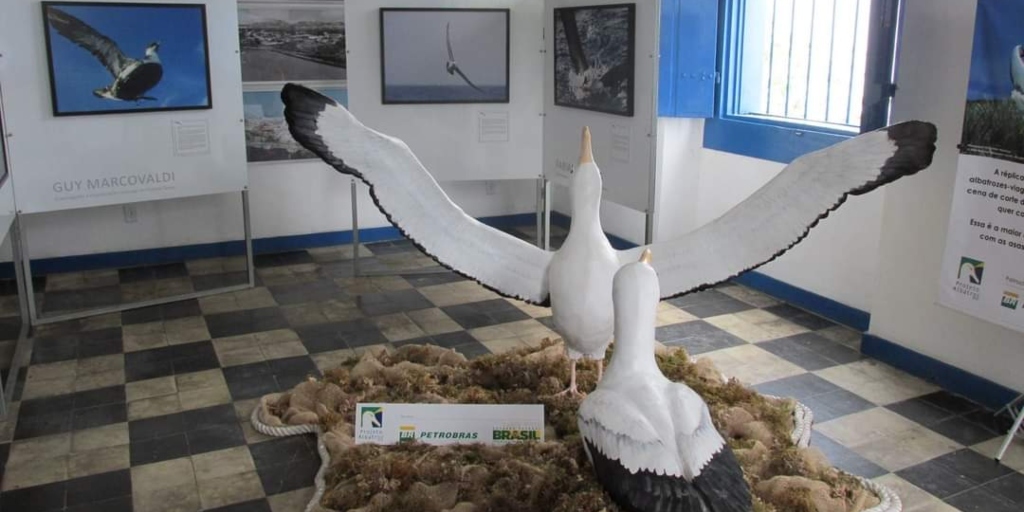 Das 22 espécies de albatrozes, 19 estão ameaçadas de extinção
