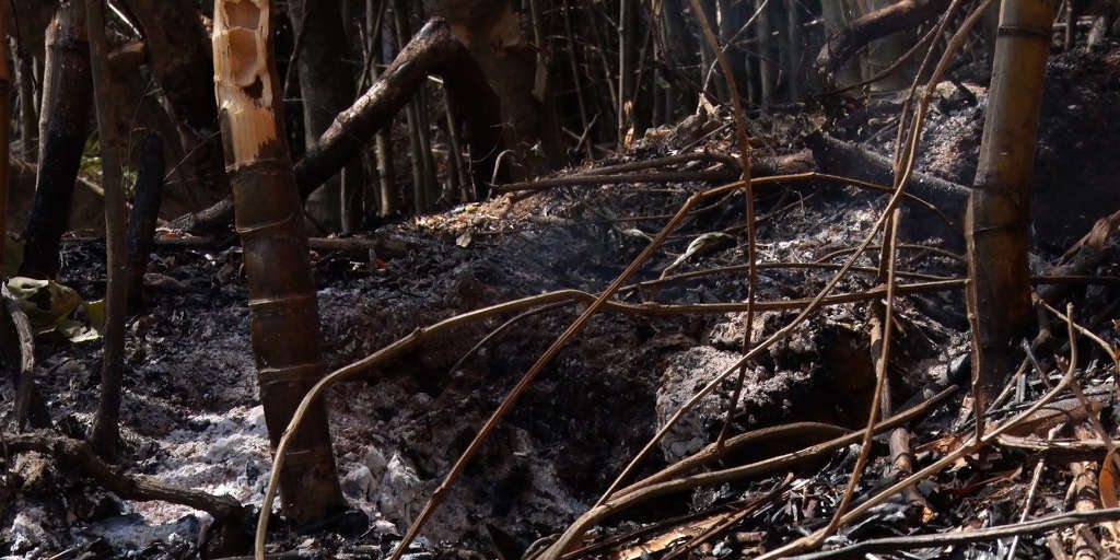 Ação humana pode ter provocado focos de incêndio em vegetação de Nova Friburgo